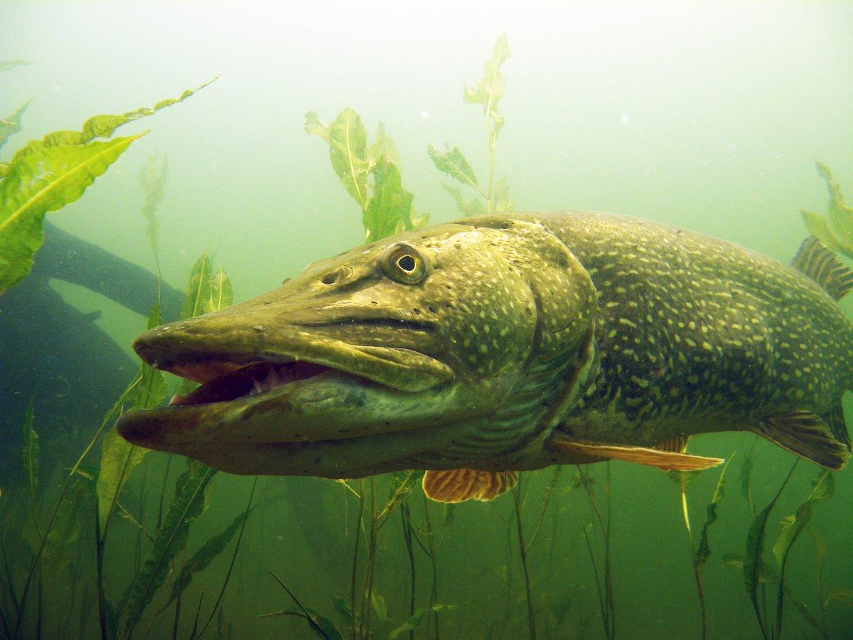 Description of common pike photo