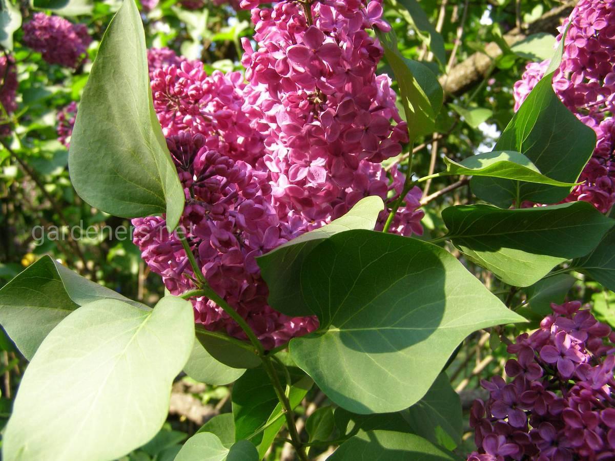 Plantación y cuidado de lilas.