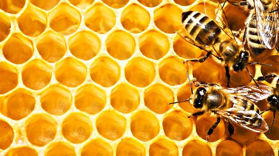 comment les abeilles fabriquent du miel