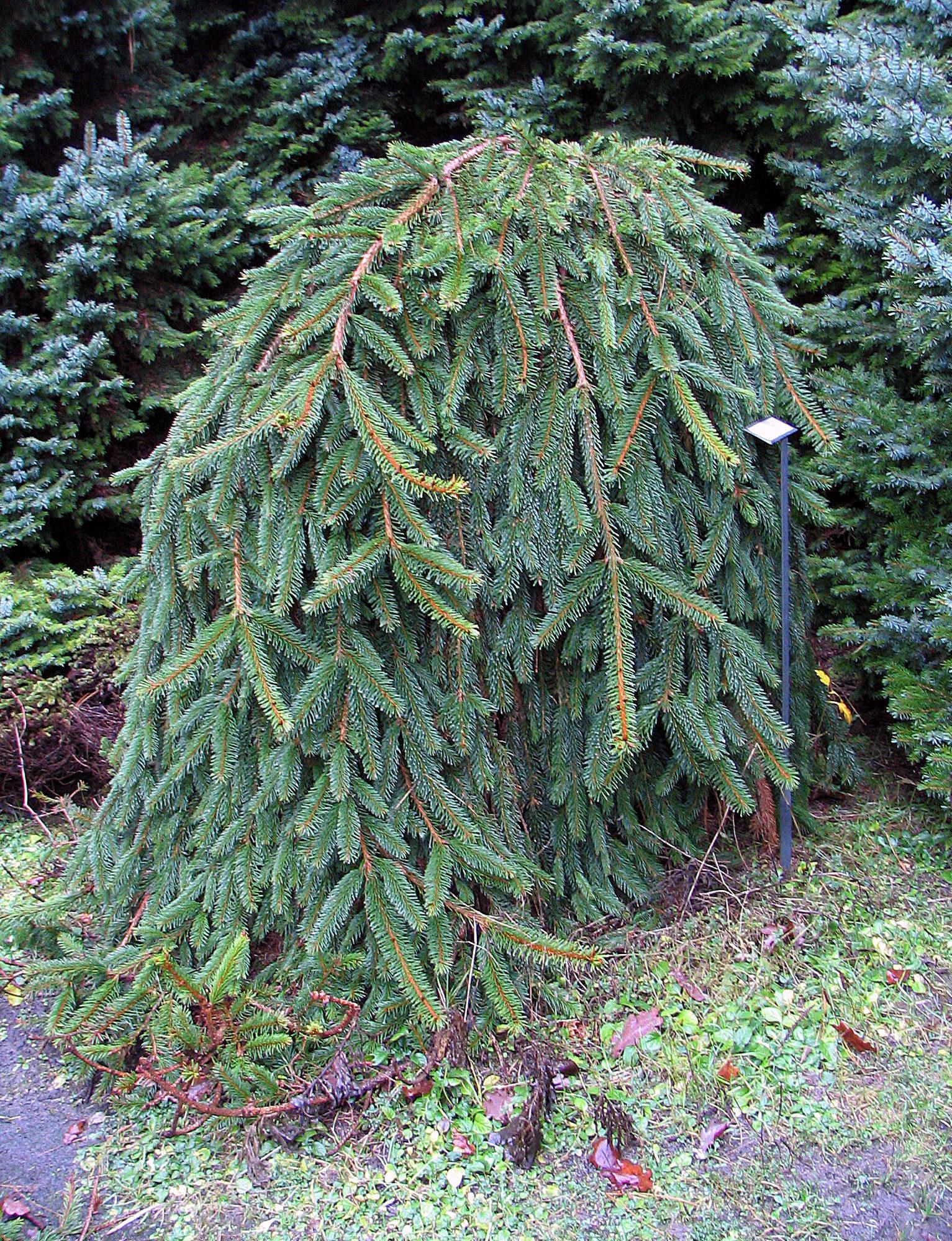 Spruce Inversa