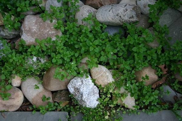 chickweed herb medicinal properties