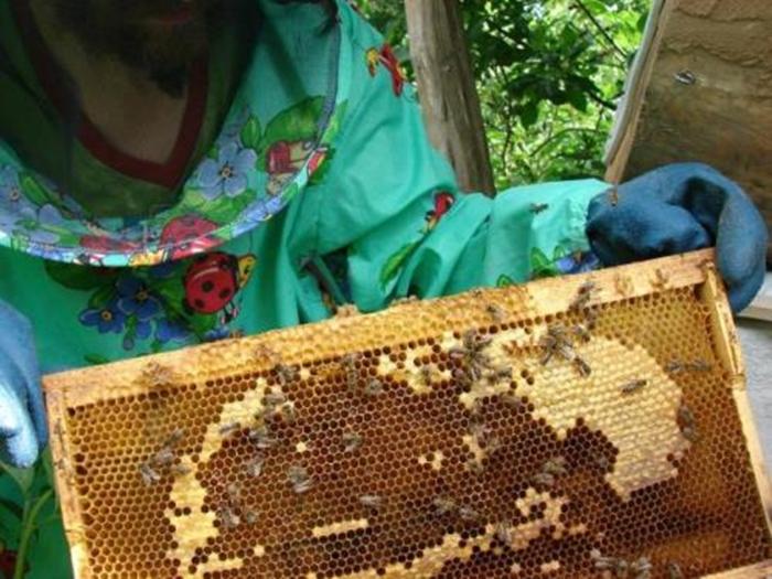 Bienen im Herbst in einen neuen Bienenstock überführen