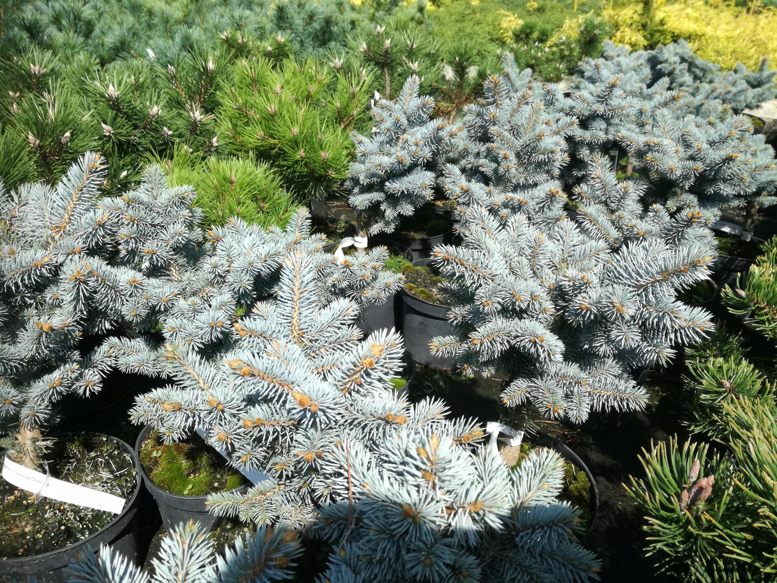 TOP 40 coniferous trees and shrubs with names, plant descriptions