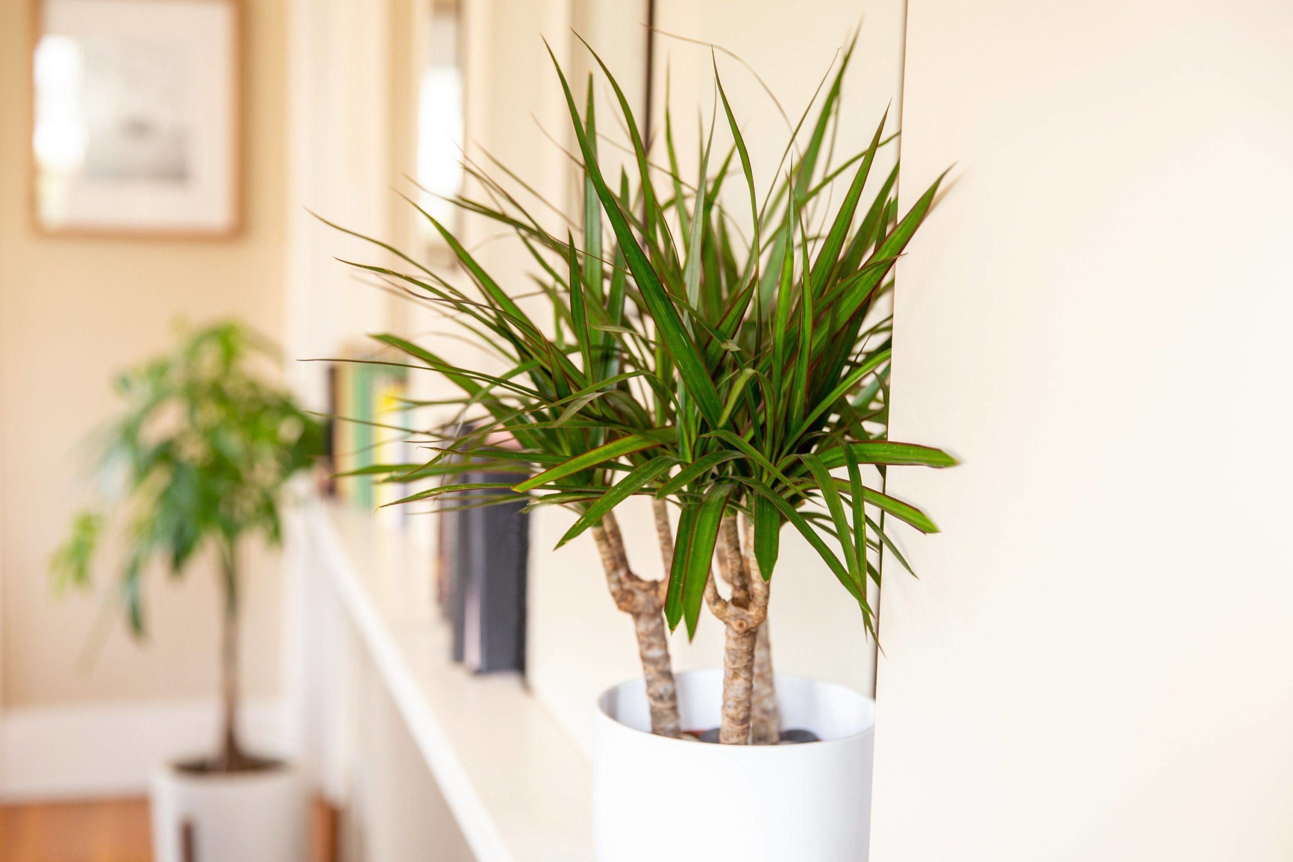 Dracaena ellátás