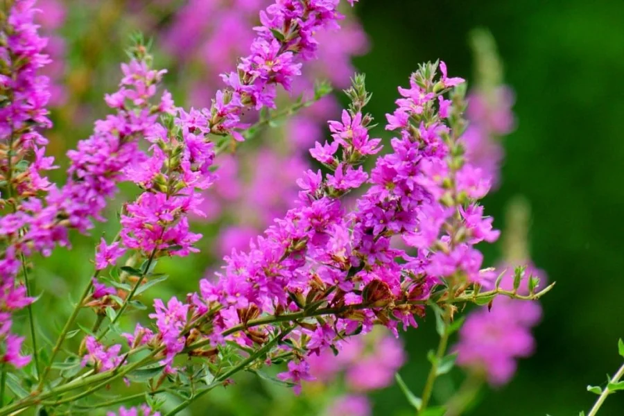 Loosestrife