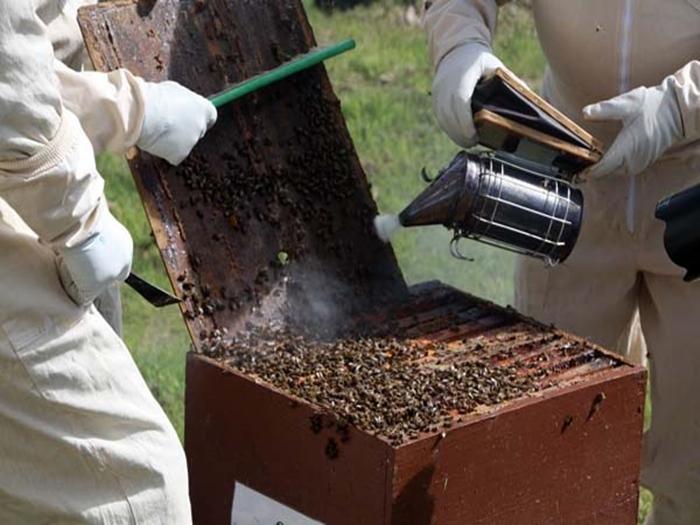 Räucherofen für Bienen