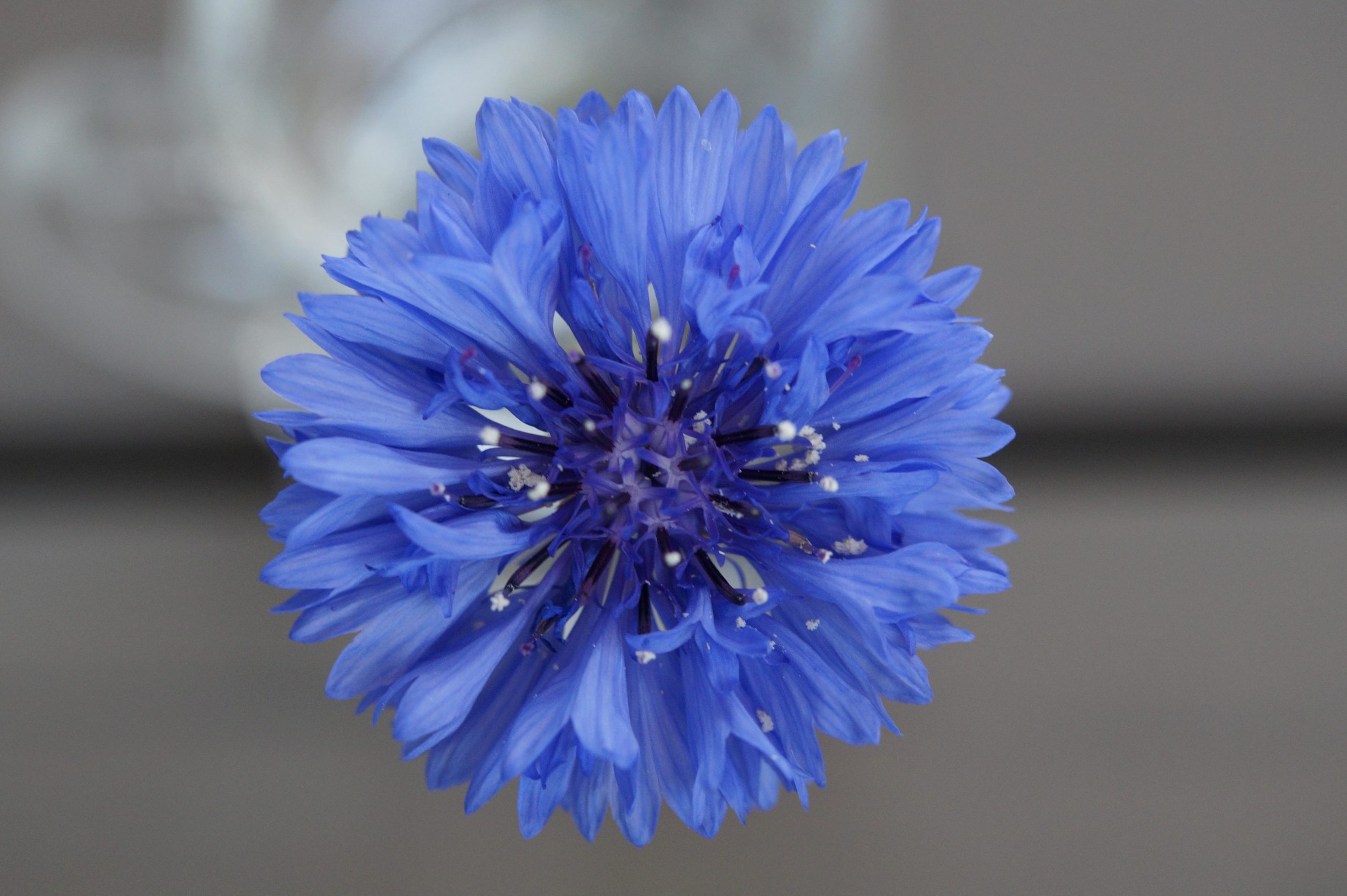 Cornflowers