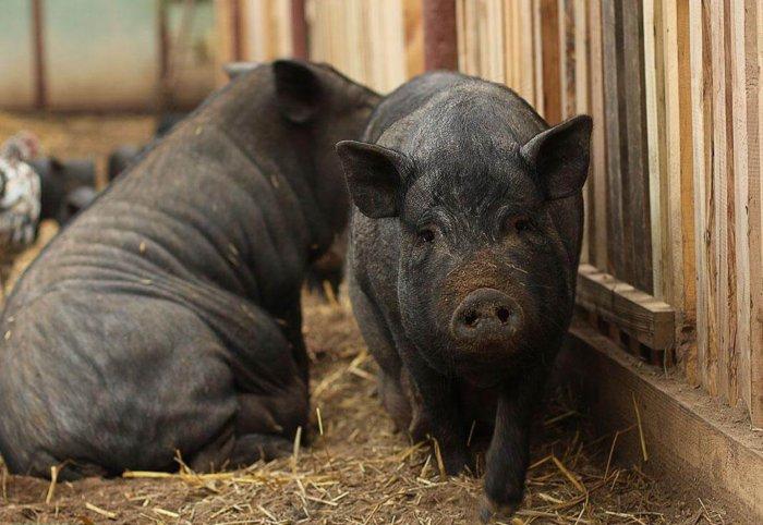 Mga baboy na Vietnamese