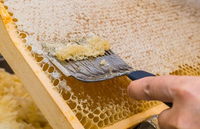 harvesting honey 