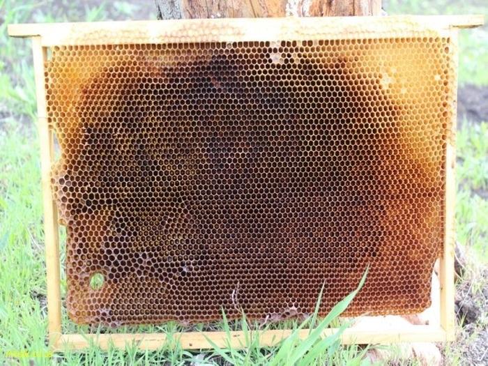 suché krmivo pro včely