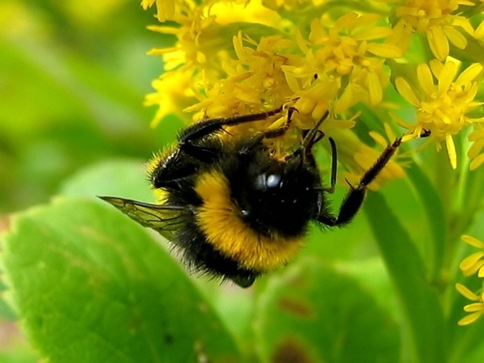 divoké včely
