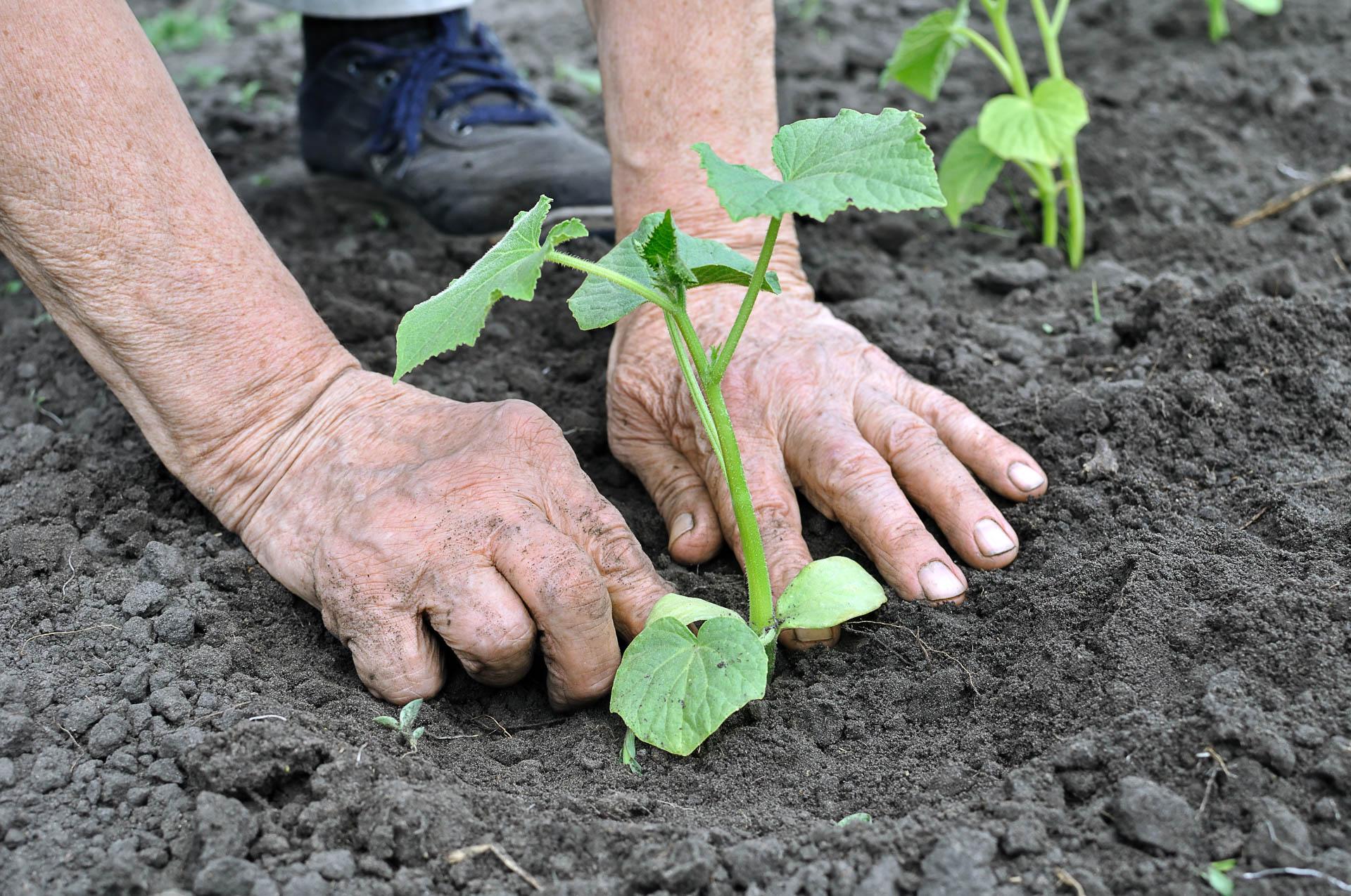 vale a pena plantar pepino em mudas de estufa