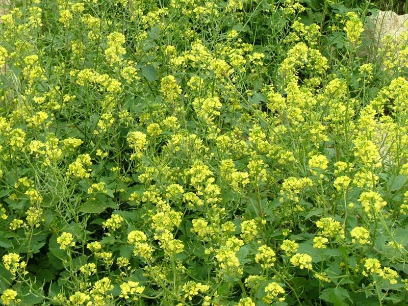 mustard green manure photo