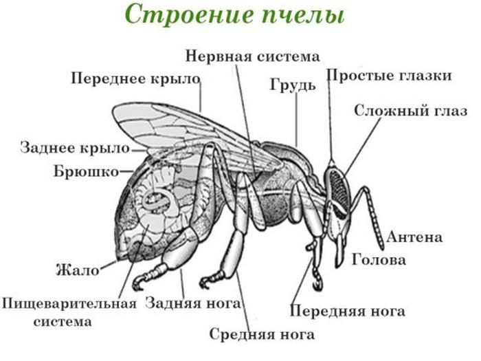 struktura včely