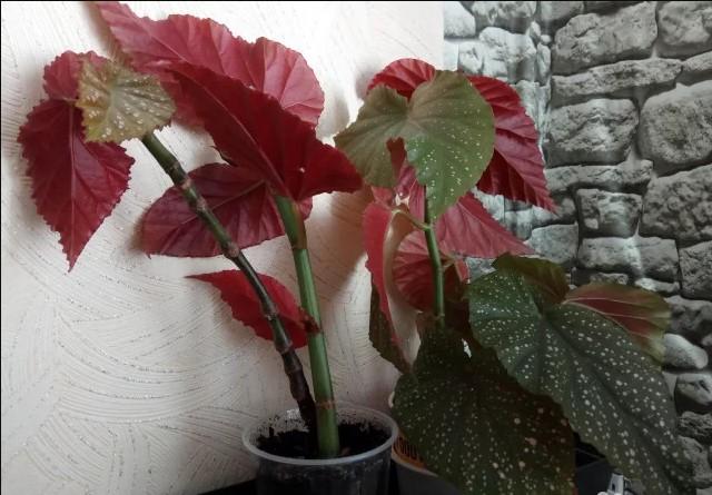 replanting a begonia flower