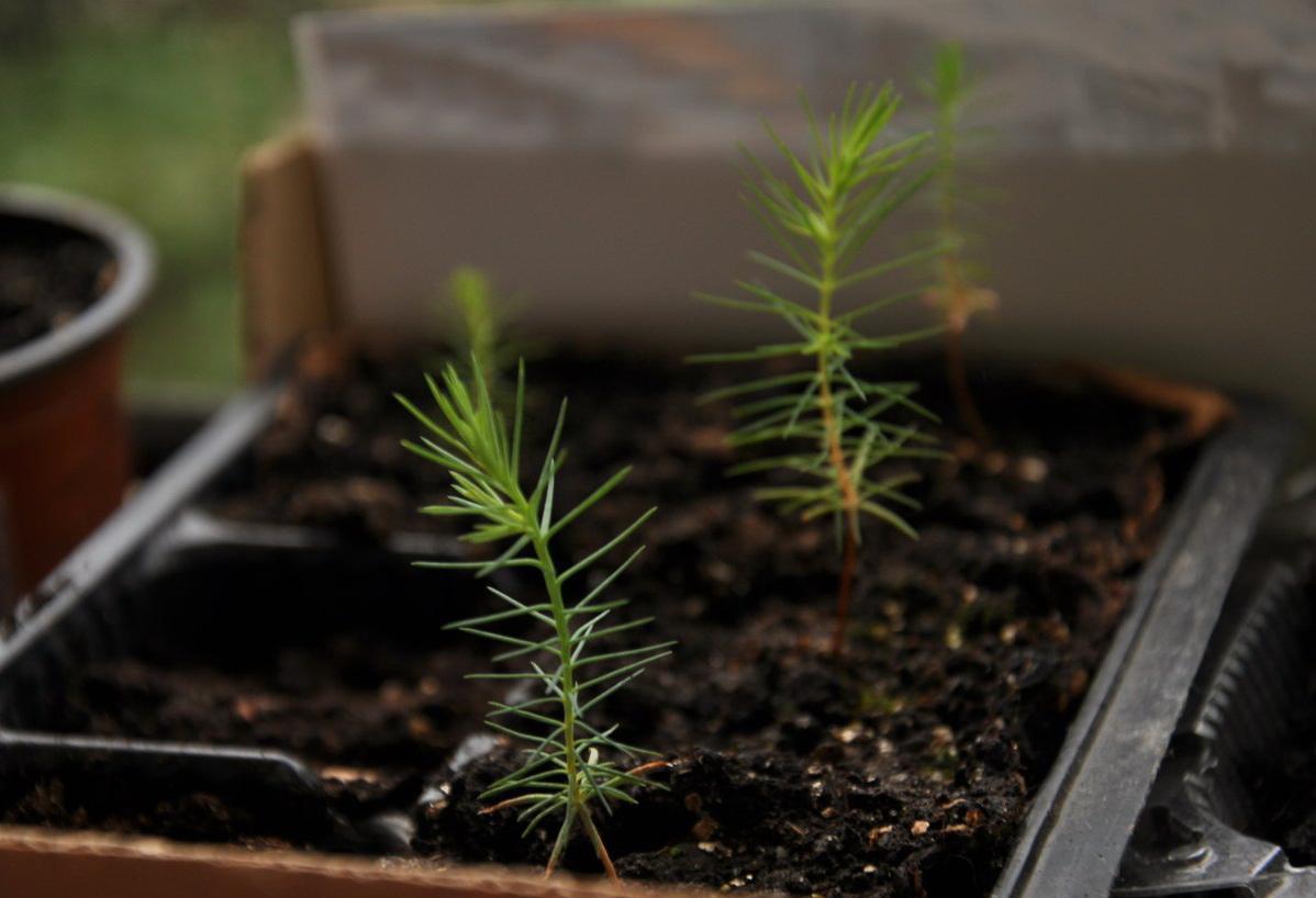 Growing spruce seed