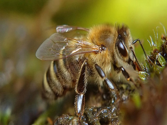 Race d'abeilles Karnika