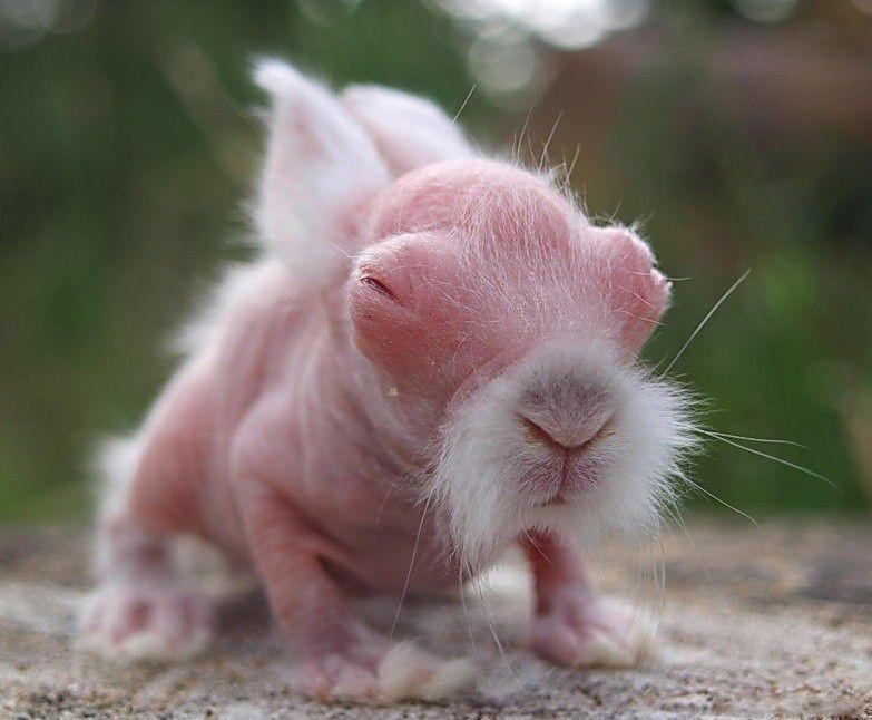 bald rabbit