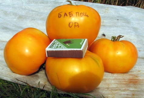 tomatoes Grandma's kiss on the table