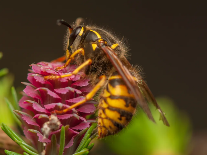 bakit kailangan ng wasps?