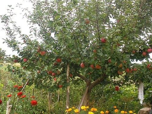 Apfelbaum Sommer gestreift