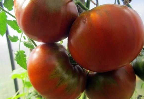 schwarze russische Tomatenbüsche