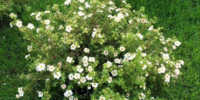 pensas cinquefoil pensas