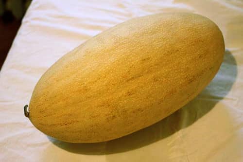 melón torpedo