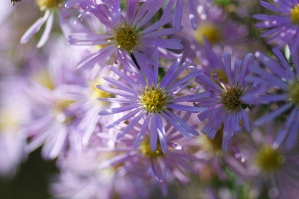 jaarlijkse aster