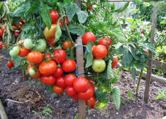 pomodoro alfa in piena terra