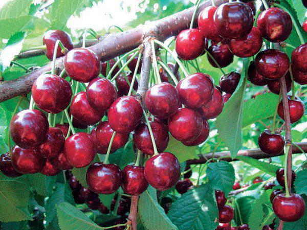 Columnar cherry fruits 