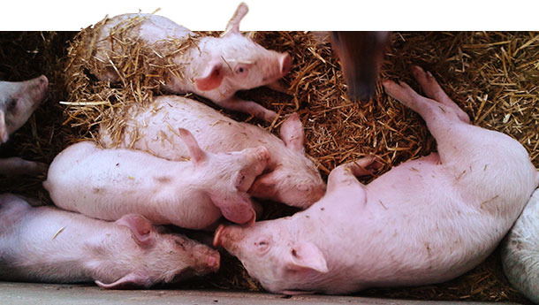 swine salmonellosis