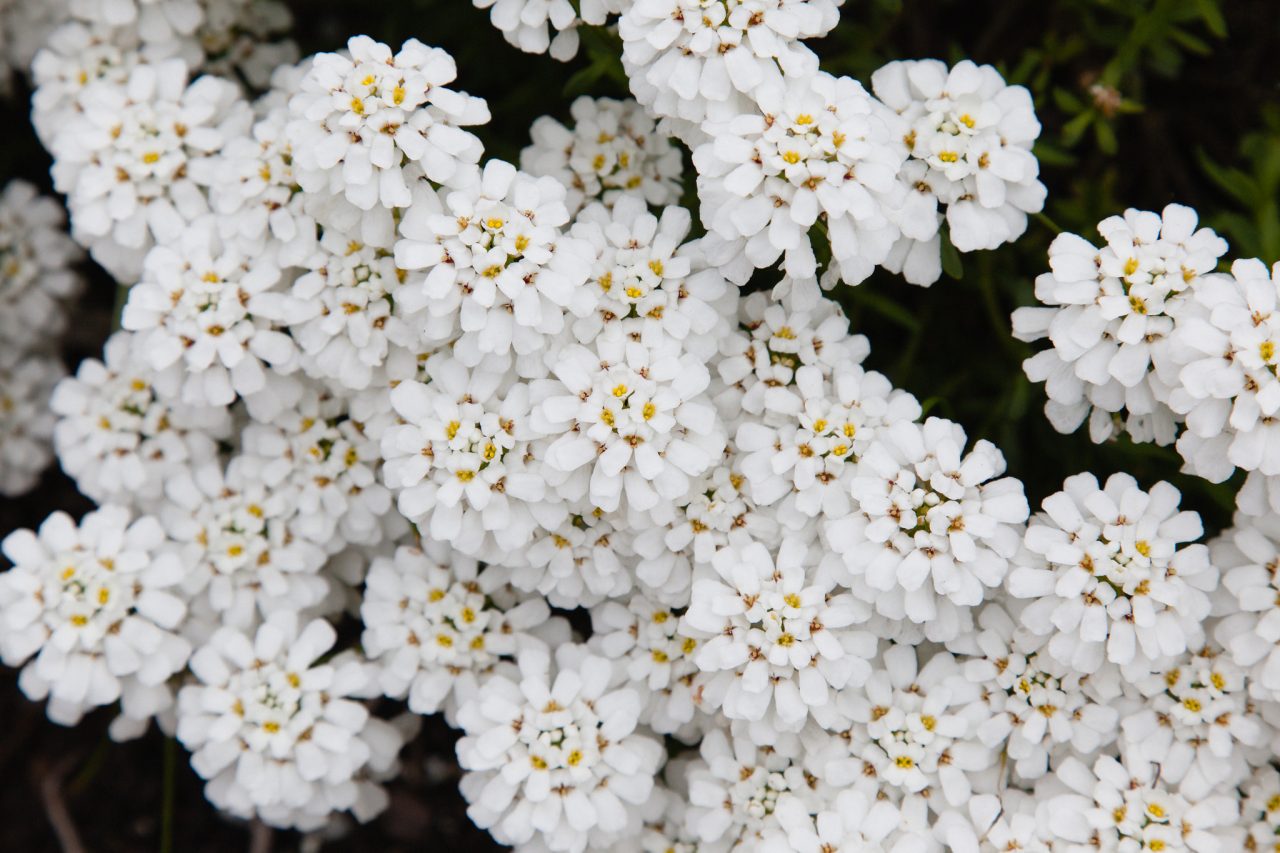 TOP 60 flores de prímula com nomes, descrições e quais escolher