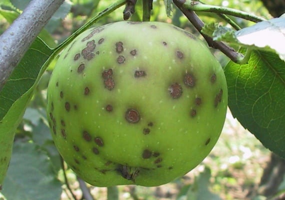 Monilióza jabloní