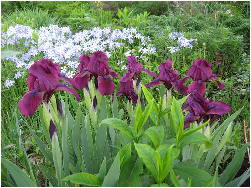 verschiedene Iris