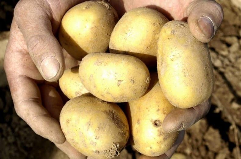 Uladar potatis