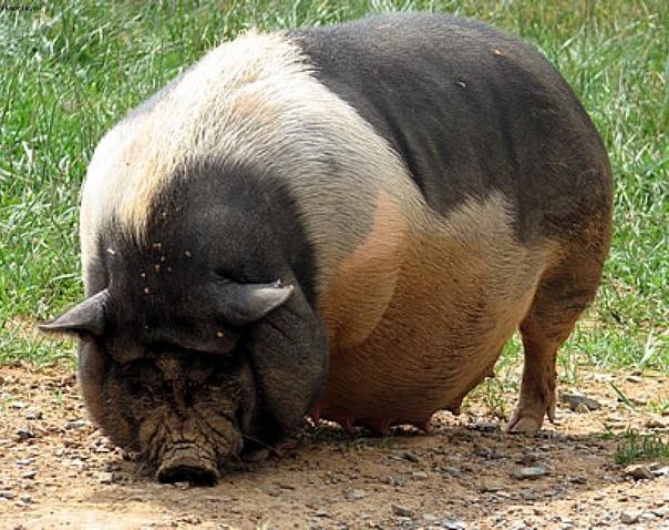 großes Schwein