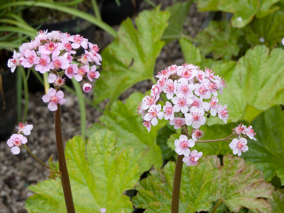 TOP 60 spring primrose flowers with names, descriptions and which ones to choose