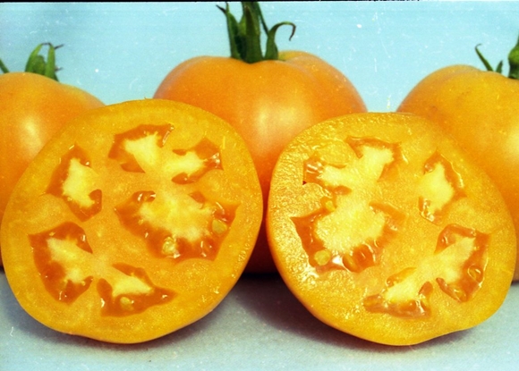 appearance of tomato