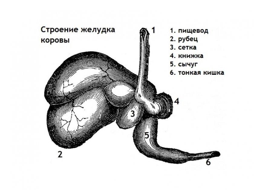 kravji želodec