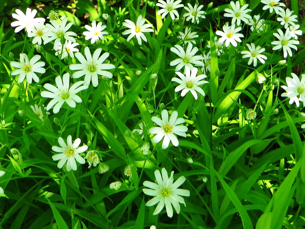 TOP 60 Frühlings-Primelblumen mit Namen, Beschreibungen und Auswahlmöglichkeiten