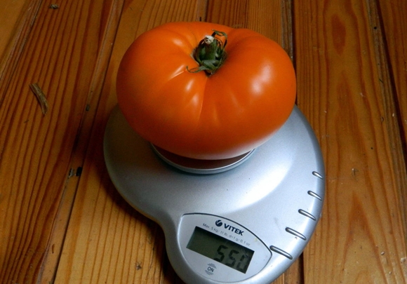 orange giant tomato weight