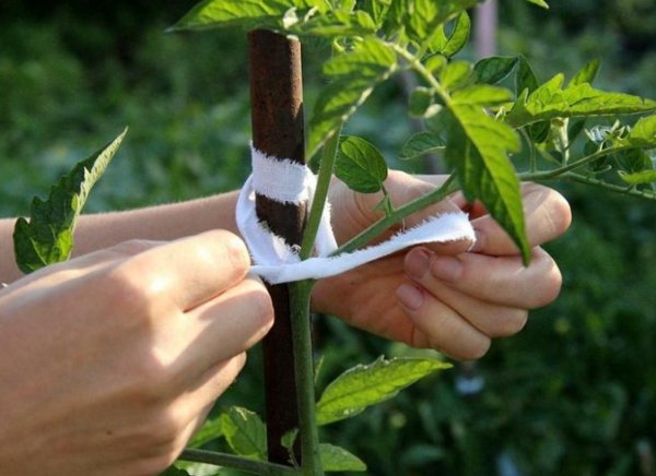 tomato garter