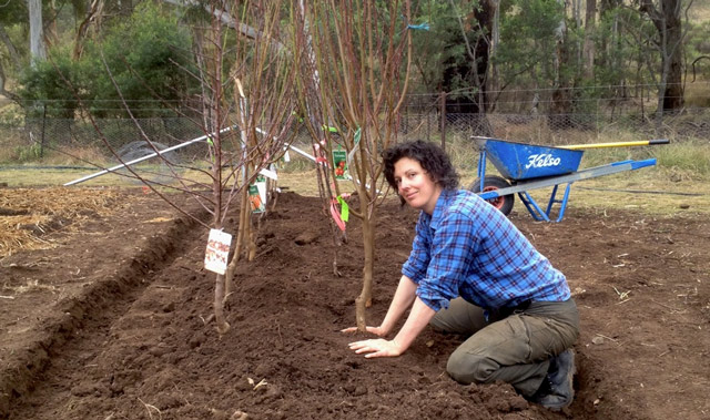 plantation de pommiers