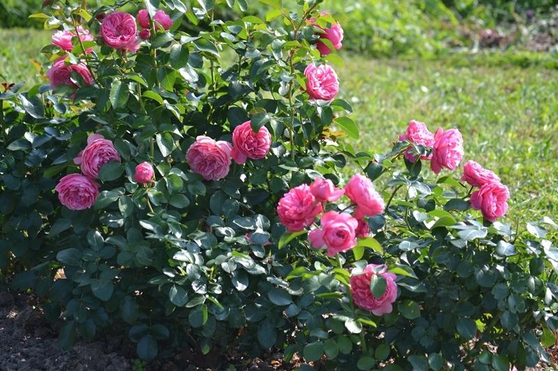 pruning ng rosas