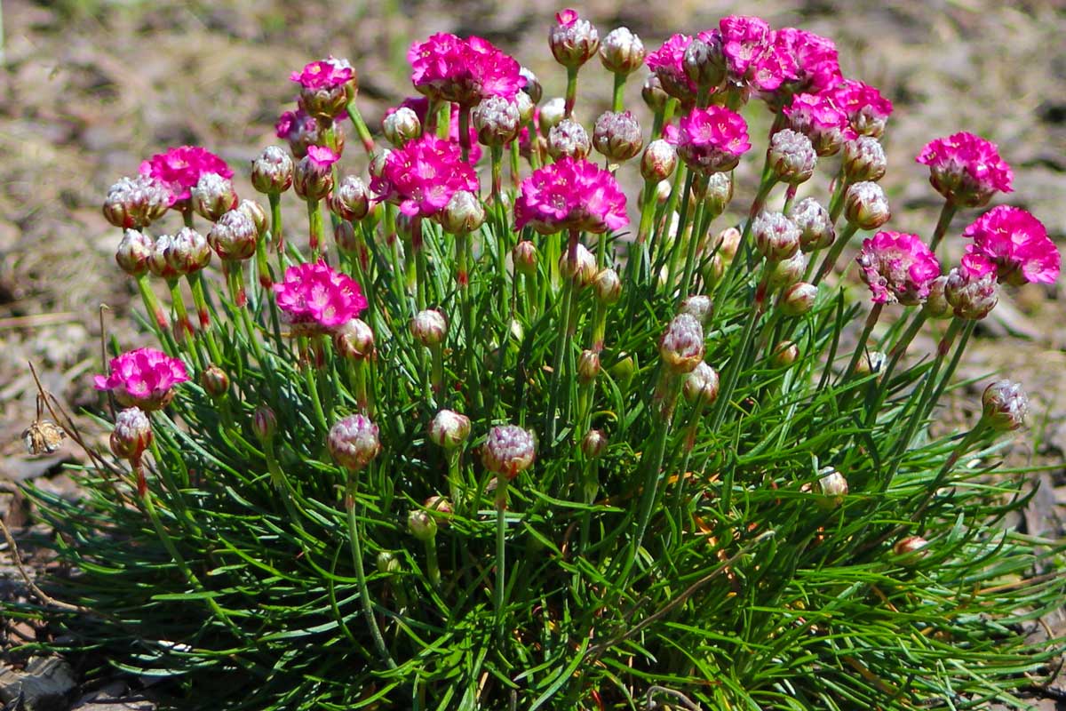 TOP 60 flores de prímula com nomes, descrições e quais escolher