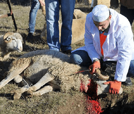 lamb cutting