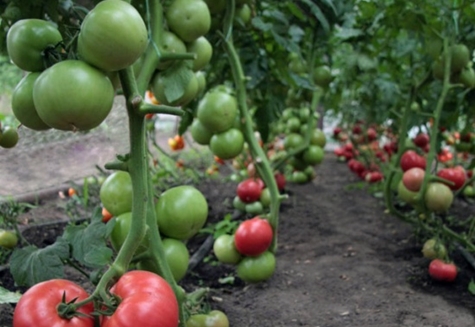 Tomatenkibo im Garten