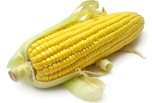 kukuřice 