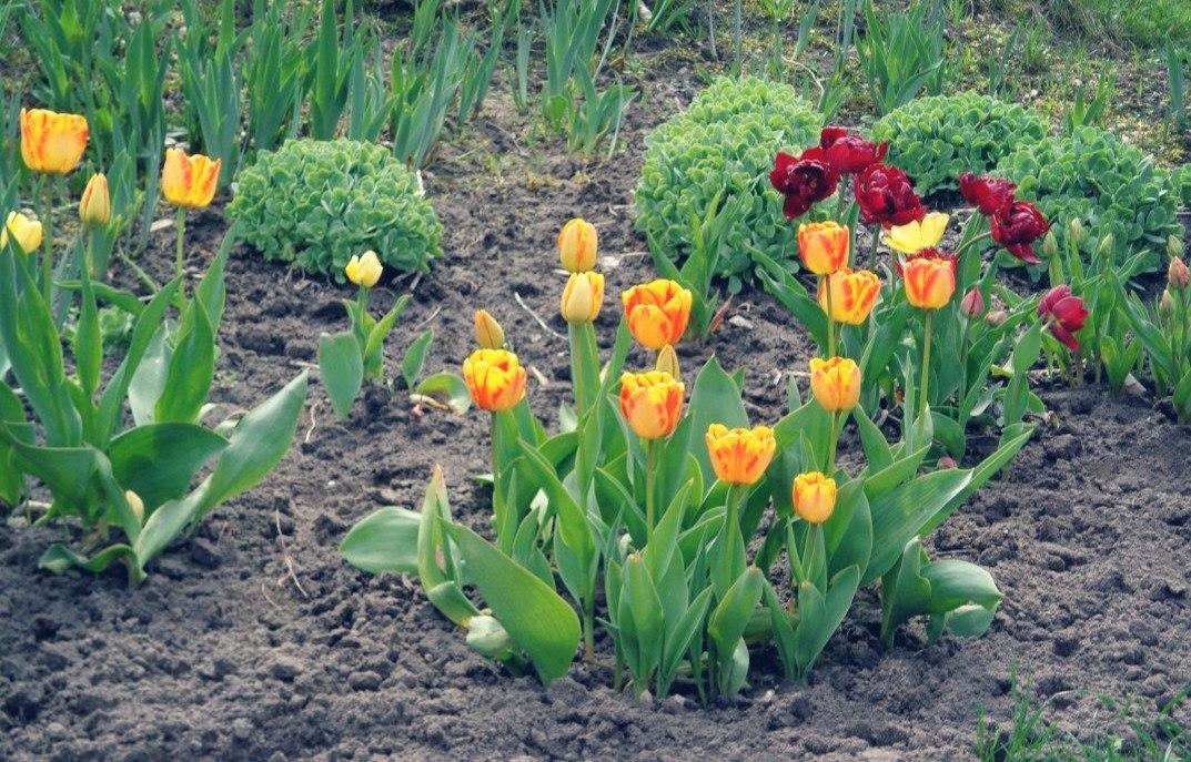 Tulipán Apeldoorn